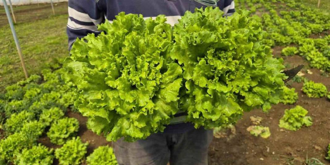 Marulda fiyat farkı açıldı: Tarlada 15 TL, tezgahta 100 TL 4